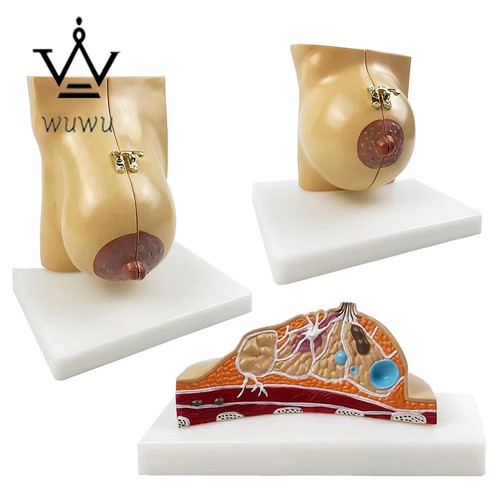 Modello anatomico anatomico
